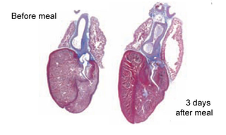 Illustration for article titled A recipe for growing bigger hearts, found in the blood of pythons